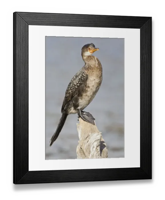 Framed Print : Cape cormorant -Phalacrocorax capensis-, Wilderness National Park, South Africa