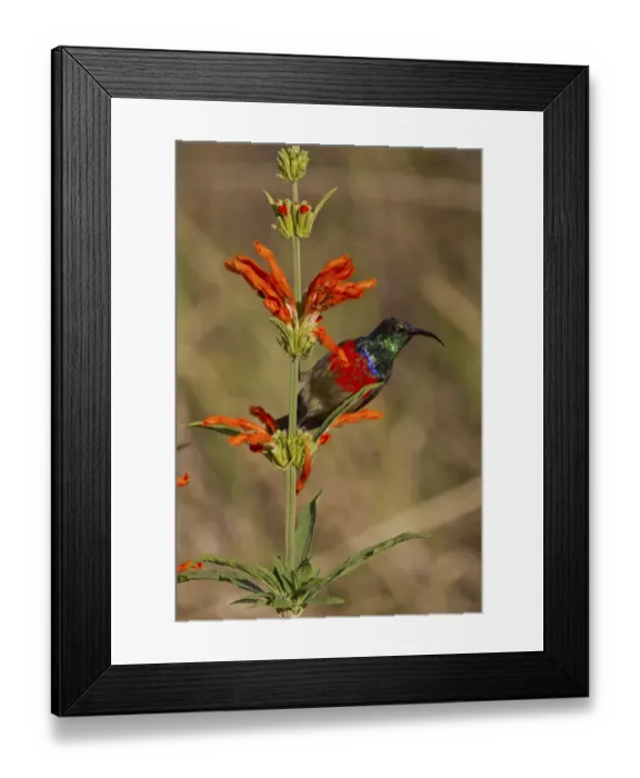 Framed Print : Scarlet-chested sunbird -Nectarinia senegalensis-, Wilderness National Park, South Africa Framed Print : Scarlet-chested sunbird -Nectarinia senegalensis-, Wilderness National Park, South Africa
