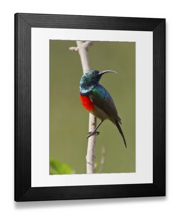 Framed Print : Scarlet-chested sunbird -Nectarinia senegalensis-, Wilderness National Park, South Africa Framed Print : Scarlet-chested sunbird -Nectarinia senegalensis-, Wilderness National Park, South Africa