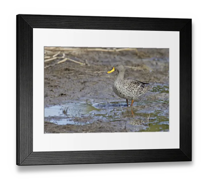 Framed Print : Yellow-billed duck -Anas undulata-, Wilderness National Park, South Africa Framed Print : Yellow-billed duck -Anas undulata-, Wilderness National Park, South Africa