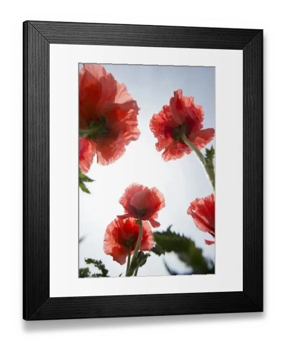 Framed Print : Opium Poppy -Papaver somniferum- Framed Print : Opium Poppy -Papaver somniferum-