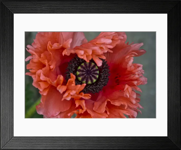 Framed Print : Opium Poppy -Papaver somniferum- Framed Print : Opium Poppy -Papaver somniferum-