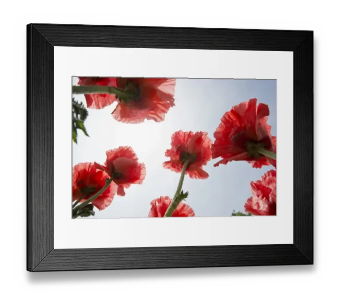 Framed Print : Opium poppies -Papaver somniferum-, blossoms
