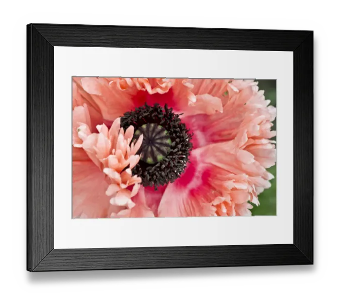 Framed Print : Opium poppy -Papaver somniferum-, blossom
