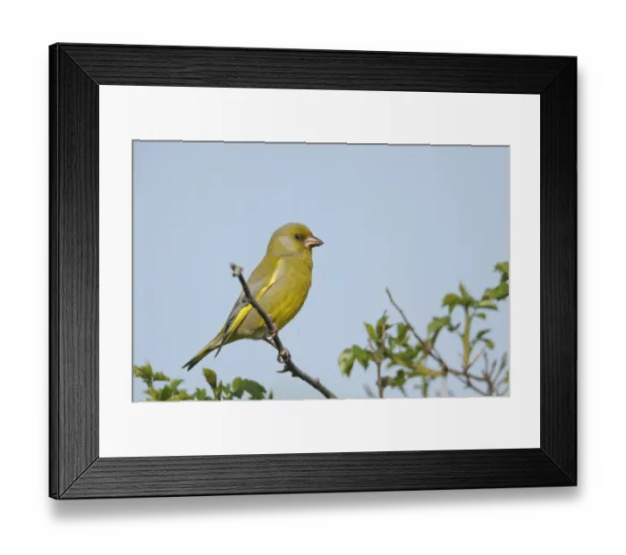 Framed Print : European greenfinch -Carduelis chloris- Framed Print : European greenfinch -Carduelis chloris-