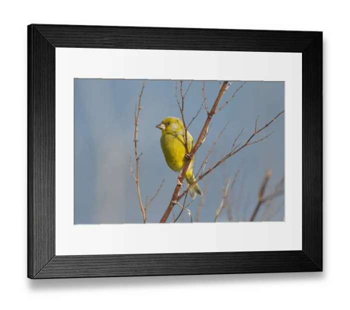Framed Print : European greenfinch -Carduelis chloris- Framed Print : European greenfinch -Carduelis chloris-