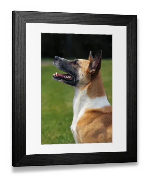 Framed Print : Half-breed, Podenco and Bernese Mountain Dog Mix -Canis lupus familiaris- domestic dog, bitch Framed Print : Half-breed, Podenco and Bernese Mountain Dog Mix -Canis lupus familiaris- domestic dog, bitch