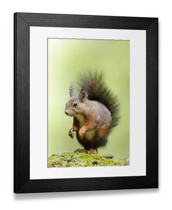 Framed Print : Squirrel -Sciurus vulgaris-, standing on moss Framed Print : Squirrel -Sciurus vulgaris-, standing on moss