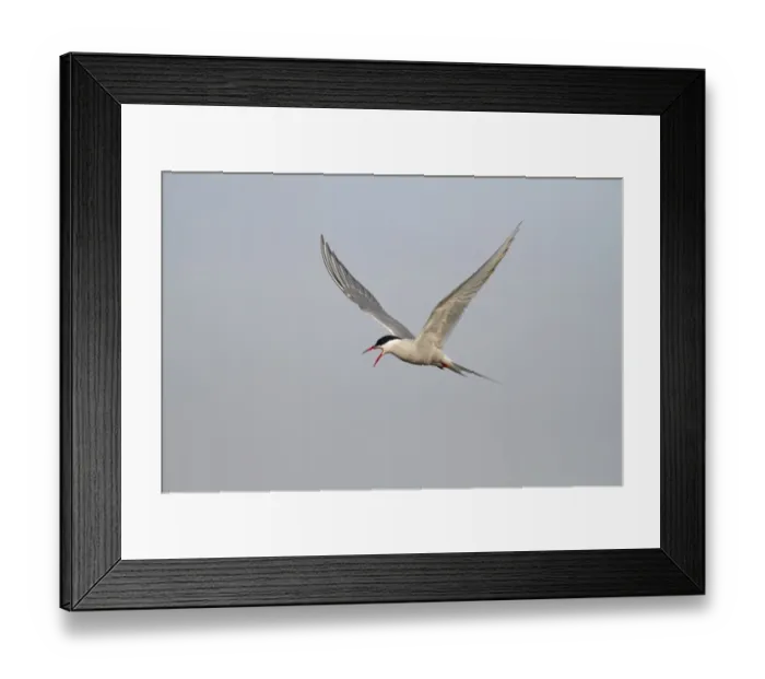 Framed Print : Arctic Tern -Sterna paradisaea-, adult bird in flight, calling Framed Print : Arctic Tern -Sterna paradisaea-, adult bird in flight, calling
