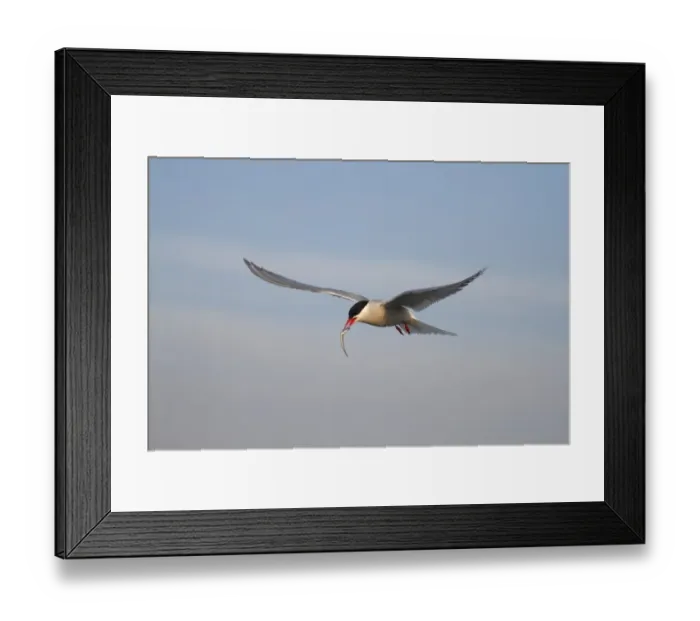 Framed Print : Cape Cormorant or Cape Shag -Phalacrocorax capensis-, adult flying, landing, Bettys Bay, Western Cape, South Africa Framed Print : Cape Cormorant or Cape Shag -Phalacrocorax capensis-, adult flying, landing, Bettys Bay, Western Cape, South Africa