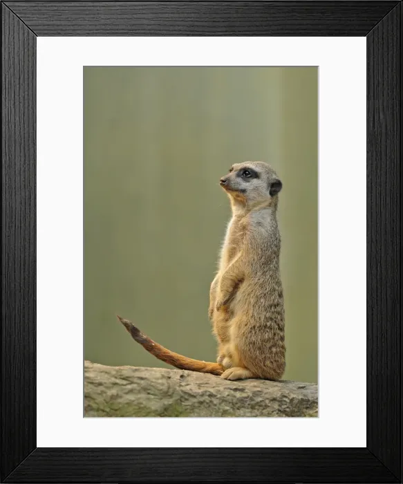 Framed Print : Meerkat -Suricata suricatta-, alert