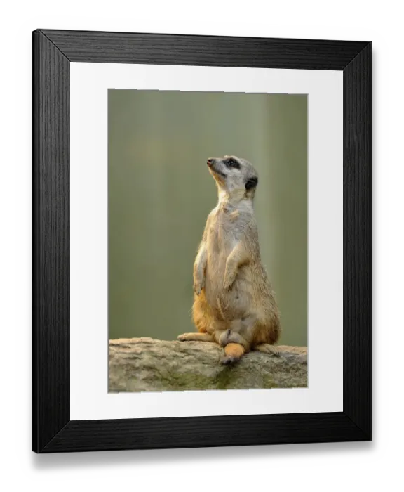 Framed Print : Meerkat -Suricata suricatta-, alert Framed Print : Meerkat -Suricata suricatta-, alert