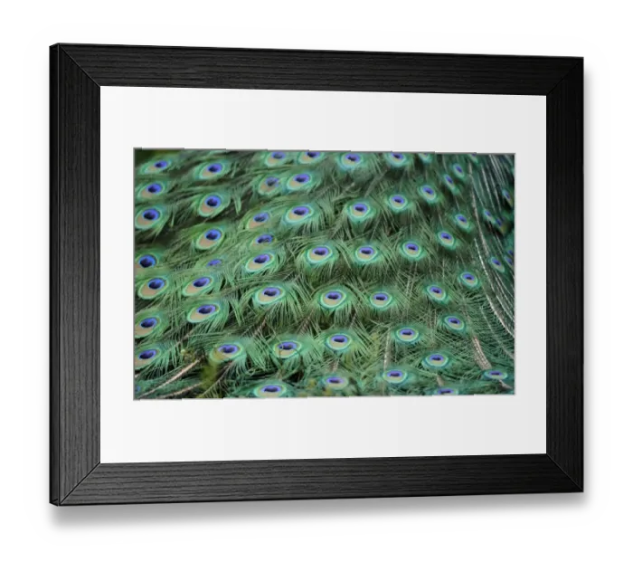 Framed Print : Indian Peafowl or Blue Peafowl -Pavo cristatus-, male, detail of peacock feathers Framed Print : Indian Peafowl or Blue Peafowl -Pavo cristatus-, male, detail of peacock feathers