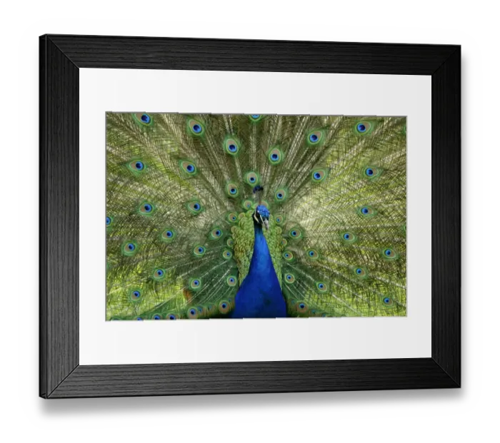 Framed Print : Indian Peafowl or Blue Peafowl -Pavo cristatus-, male, displaying Framed Print : Indian Peafowl or Blue Peafowl -Pavo cristatus-, male, displaying