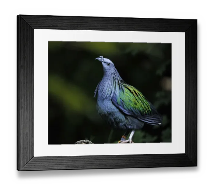 Framed Print : Palawan Peacock-pheasant -Polyplectron napoleonis-, female, Island of Palawan, Borneo Framed Print : Palawan Peacock-pheasant -Polyplectron napoleonis-, female, Island of Palawan, Borneo