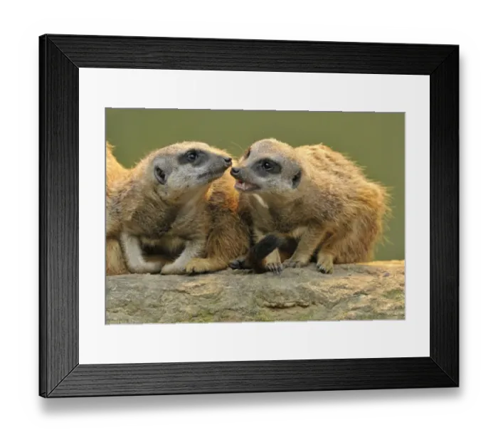 Framed Print : Meerkats -Suricata suricatta-