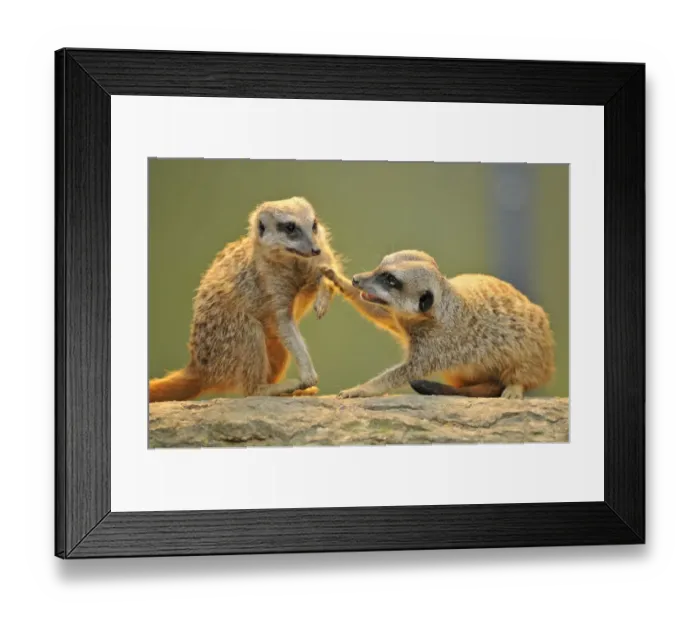 Framed Print : Meerkats -Suricata suricatta- arguing Framed Print : Meerkats -Suricata suricatta- arguing