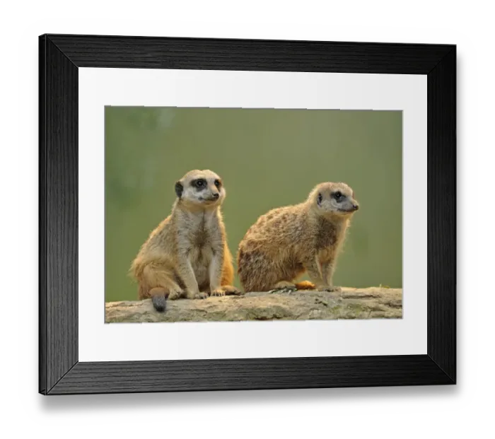 Framed Print : Meerkat -Suricata suricatta- pups, Stuttgart, Baden-Wurttemberg, Germany Framed Print : Meerkat -Suricata suricatta- pups, Stuttgart, Baden-Wurttemberg, Germany