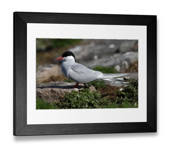 Framed Print : Arctic Tern -Sterna paradisaea-, mature bird sitting on a stone in the breeding colony, Eidersperrwerk, Schleswig-Holstein, North Friesland, Germany, Europe