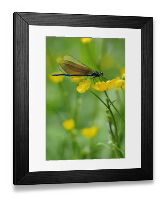 Framed Print : Broad-winged damselfly -Calopterygidae- on twinflowered marsh marigold -Caltha-