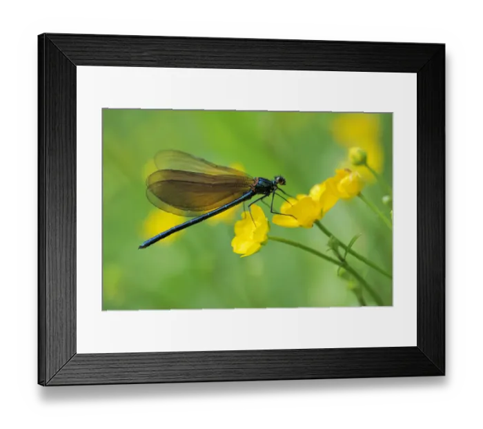 Framed Print : Broad-winged damselfly -Calopterygidae- on twinflowered marsh marigold -Caltha- Framed Print : Broad-winged damselfly -Calopterygidae- on twinflowered marsh marigold -Caltha-