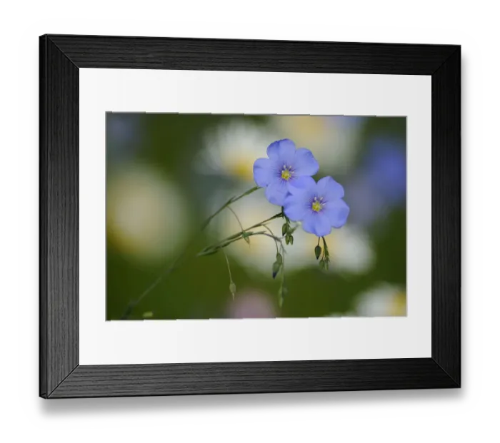 Framed Print : Veronica -Veronica- Framed Print : Veronica -Veronica-
