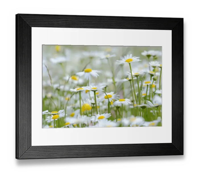 Framed Print : Oxeye daisies -Leucanthemum vulgare- Framed Print : Oxeye daisies -Leucanthemum vulgare-