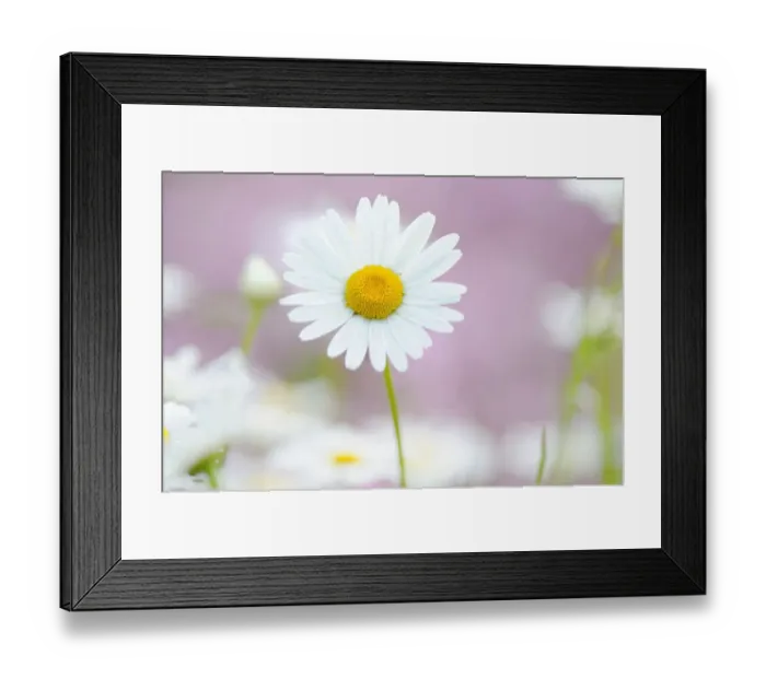 Framed Print : Daisy -Leucanthemum- Framed Print : Daisy -Leucanthemum-