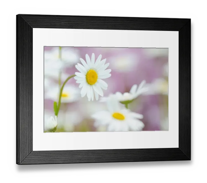 Framed Print : Daisies -Leucanthemum- Framed Print : Daisies -Leucanthemum-