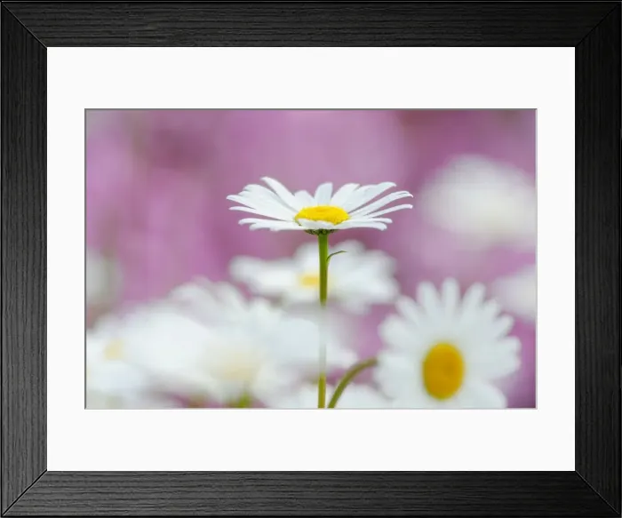 Framed Print : Daisies -Leucanthemum- Framed Print : Daisies -Leucanthemum-