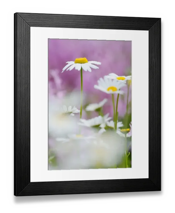 Framed Print : Daisies -Leucanthemum- Framed Print : Daisies -Leucanthemum-