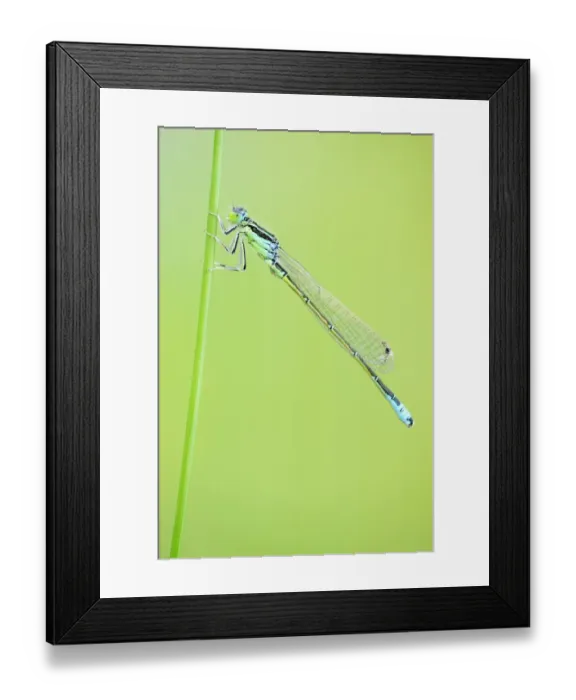 Framed Print : Blue-tailed Damselfly -Ischnura elegans- on a blade of grass