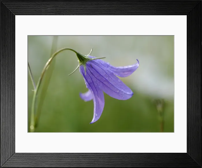 Framed Print : Bellflower -Campanula- Framed Print : Bellflower -Campanula-