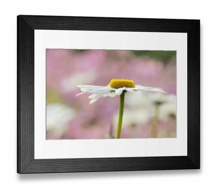 Framed Print : Daisy -Leucanthemum- Framed Print : Daisy -Leucanthemum-