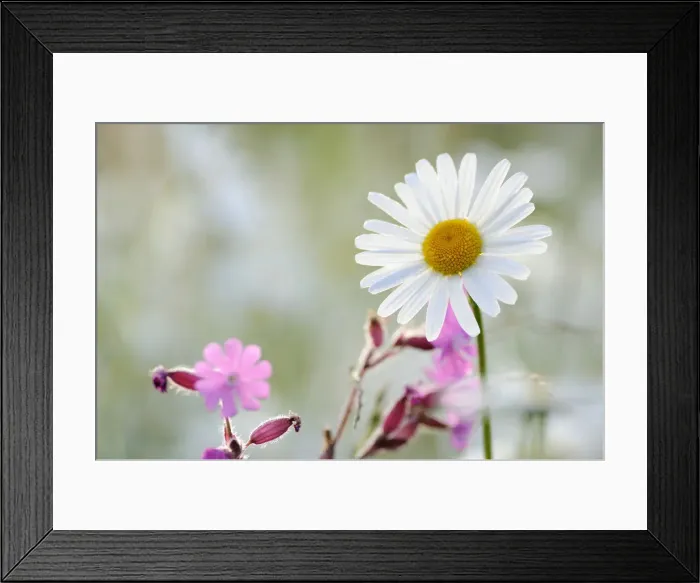 Framed Print : Daisy -Leucanthemum- Framed Print : Daisy -Leucanthemum-