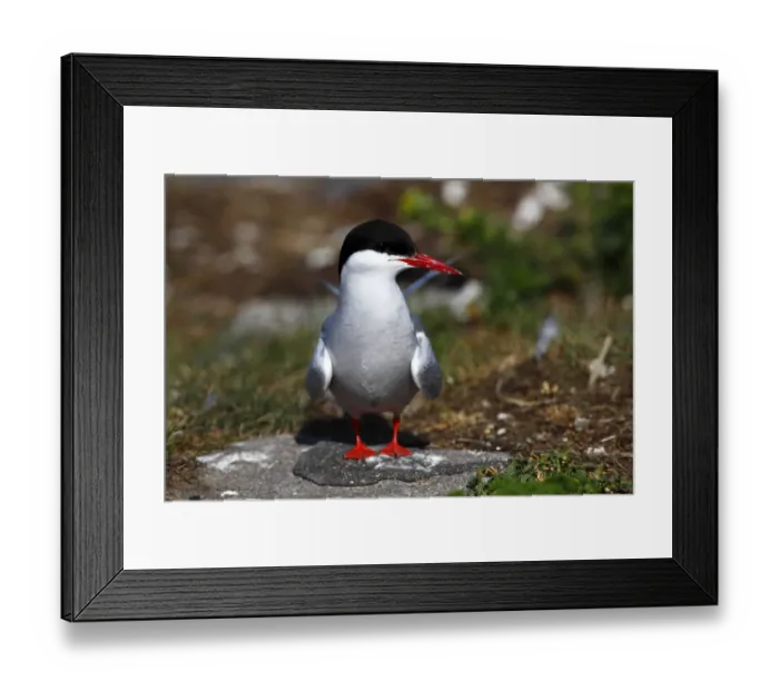 Framed Print : Arctic Tern -Sterna paradisaea-, adult bird, standing on rock, Eidersperrwerk, North Frisia, Germany, Europe Framed Print : Arctic Tern -Sterna paradisaea-, adult bird, standing on rock, Eidersperrwerk, North Frisia, Germany, Europe