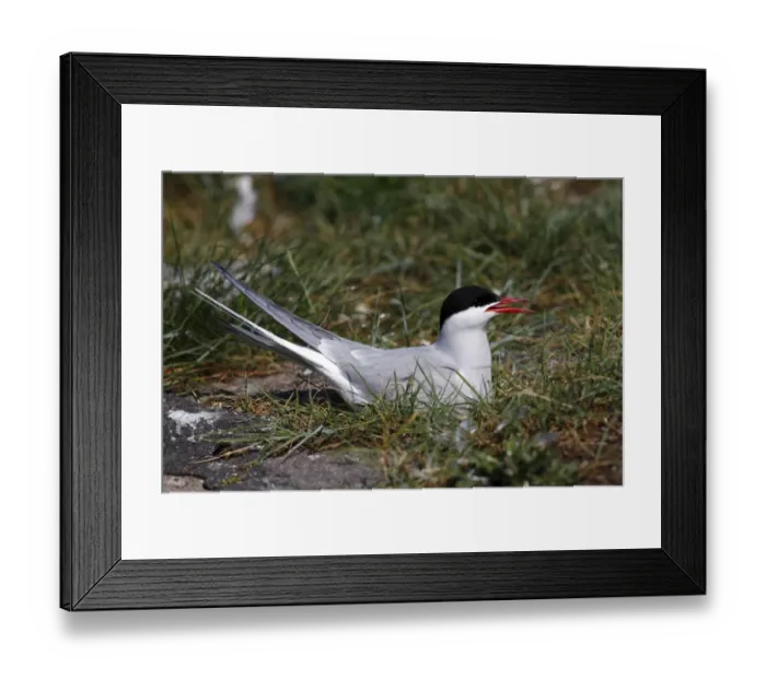 Framed Print : Arctic Tern -Sterna paradisaea-, adult bird on nest, Eidersperrwerk, North Frisia, Germany, Europe Framed Print : Arctic Tern -Sterna paradisaea-, adult bird on nest, Eidersperrwerk, North Frisia, Germany, Europe