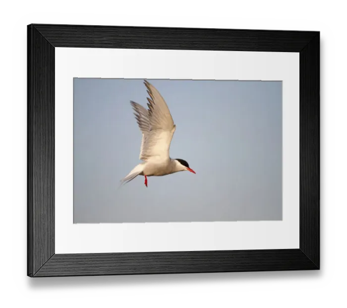 Framed Print : Arctic Tern -Sterna paradisaea-, adult bird in flight, Eidersperrwerk, North Frisia, Germany, Europe Framed Print : Arctic Tern -Sterna paradisaea-, adult bird in flight, Eidersperrwerk, North Frisia, Germany, Europe