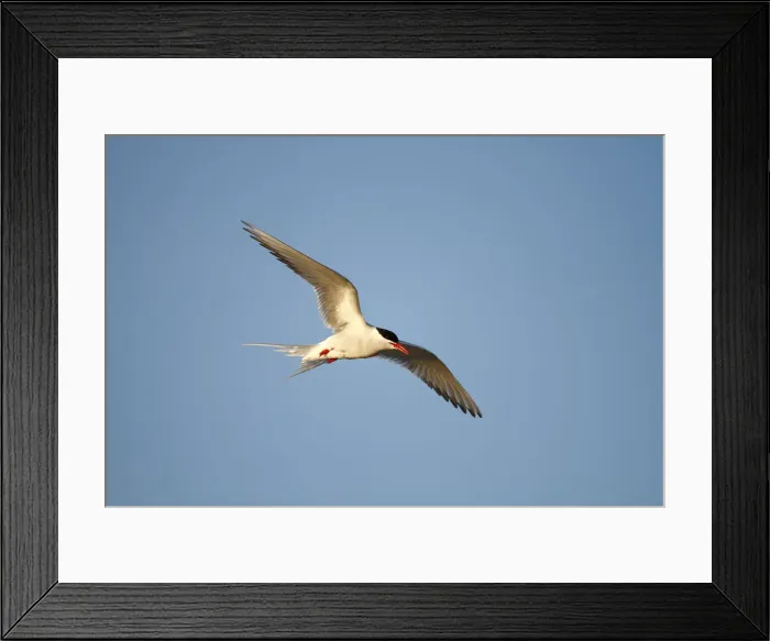 Framed Print : Arctic Tern -Sterna paradisaea-, adult bird in flight, Eidersperrwerk, North Frisia, Germany, Europe Framed Print : Arctic Tern -Sterna paradisaea-, adult bird in flight, Eidersperrwerk, North Frisia, Germany, Europe