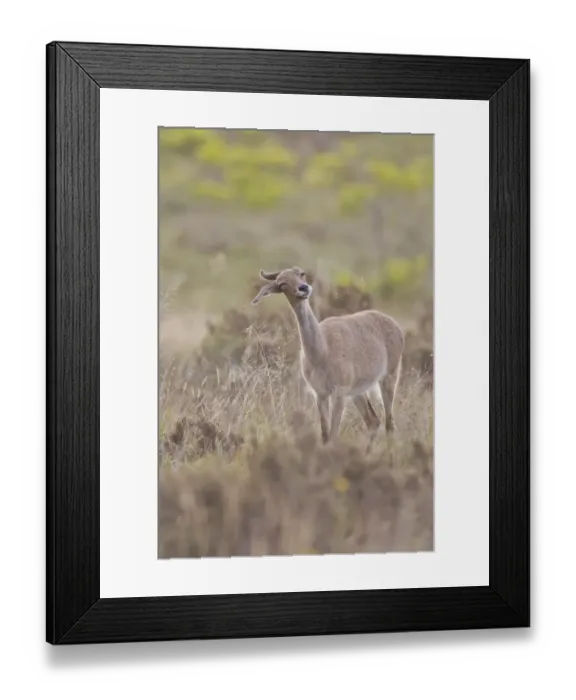 Framed Print : Grey rhebock -Pelea capreolus- at Bontebok National Park, South Africa Framed Print : Grey rhebock -Pelea capreolus- at Bontebok National Park, South Africa
