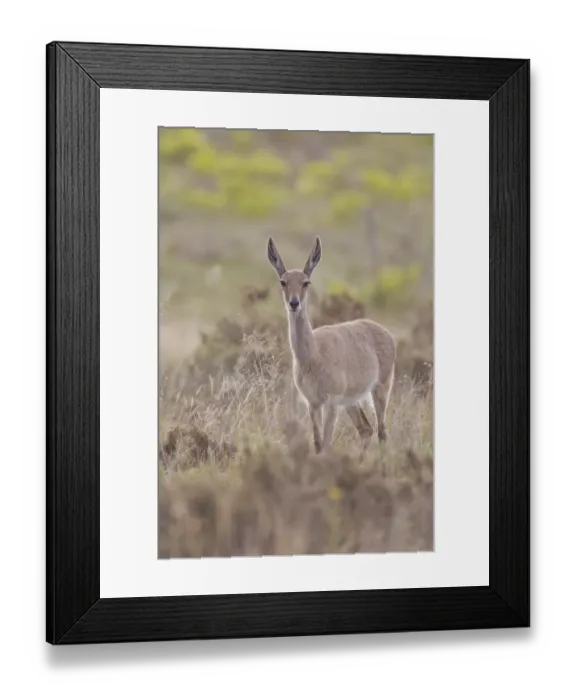 Framed Print : Grey rhebock -Pelea capreolus- at Bontebok National Park, South Africa Framed Print : Grey rhebock -Pelea capreolus- at Bontebok National Park, South Africa