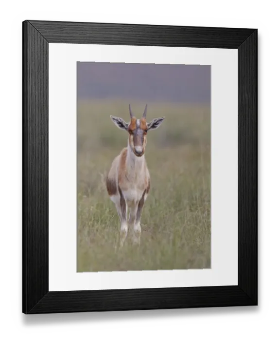 Framed Print : Bontebok -Damaliscus dorcas- at Bontebok National Park, South Africa Framed Print : Bontebok -Damaliscus dorcas- at Bontebok National Park, South Africa