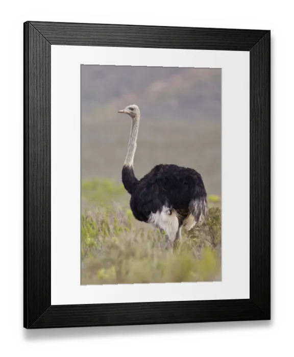 Framed Print : Ostrich -Struthio camelus-, Bontebok National Park, South Africa