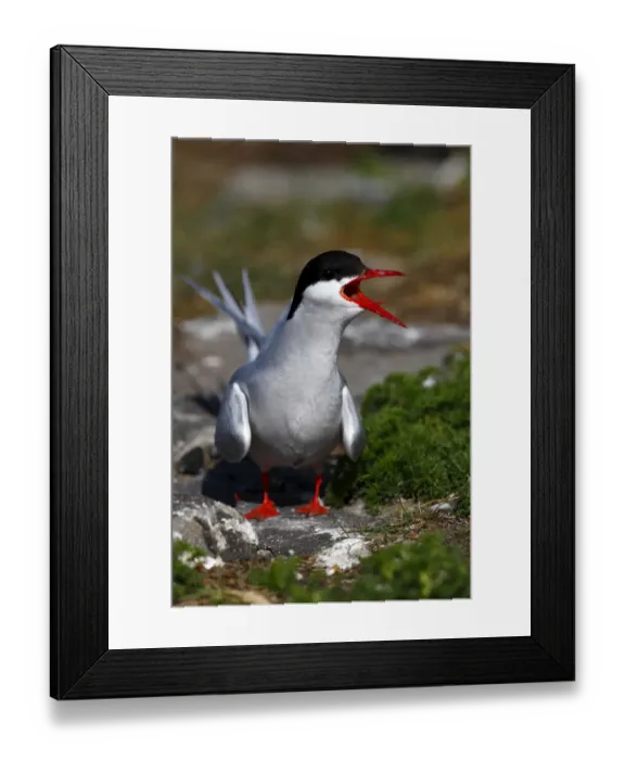 Framed Print : Arctic Tern -Sterna paradisaea-, perched on a rock calling, Eider Barrage, North Frisia or Northern Friesland, Germany, Europe Framed Print : Arctic Tern -Sterna paradisaea-, perched on a rock calling, Eider Barrage, North Frisia or Northern Friesland, Germany, Europe
