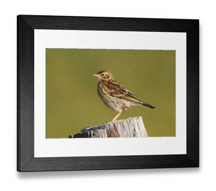 Framed Print : Meadow Pipit -Anthus pratensis-, young perched on post, Eider Barrage, North Frisia or Northern Friesland, Germany, Europe