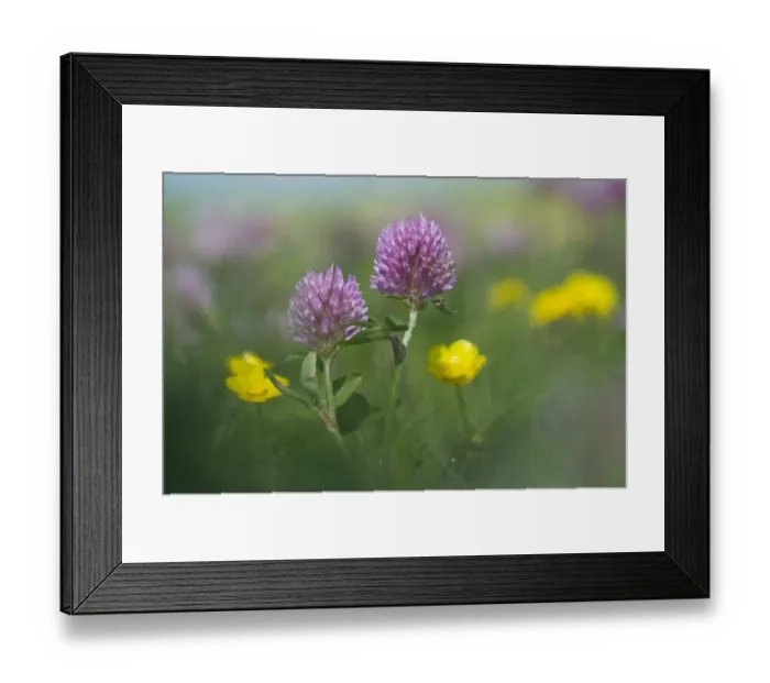 Framed Print : Red Clover -Trifolium pratense- and Buttercup -Ranunculus acris-