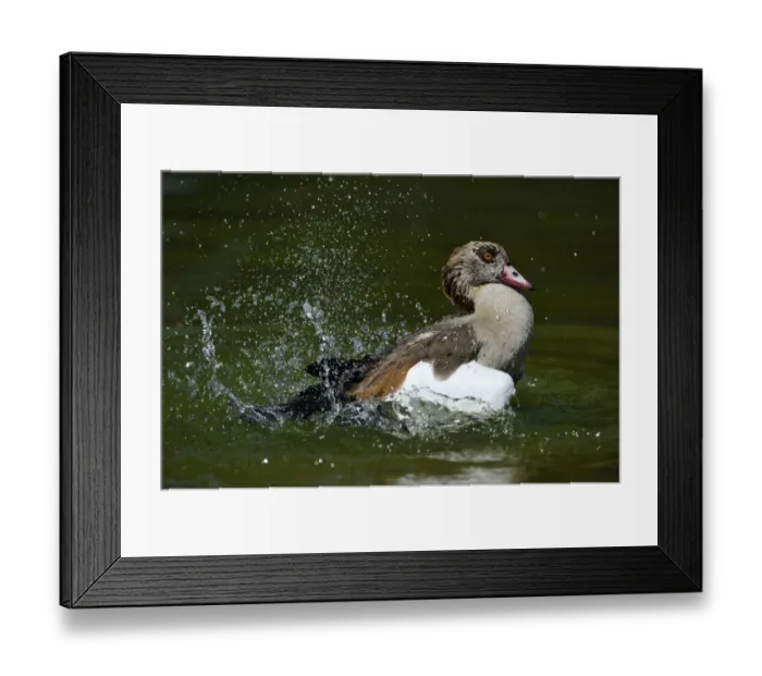 Framed Print : Egyptian Goose -Alopochen aegyptiacus-, splashing about swimming Framed Print : Egyptian Goose -Alopochen aegyptiacus-, splashing about swimming