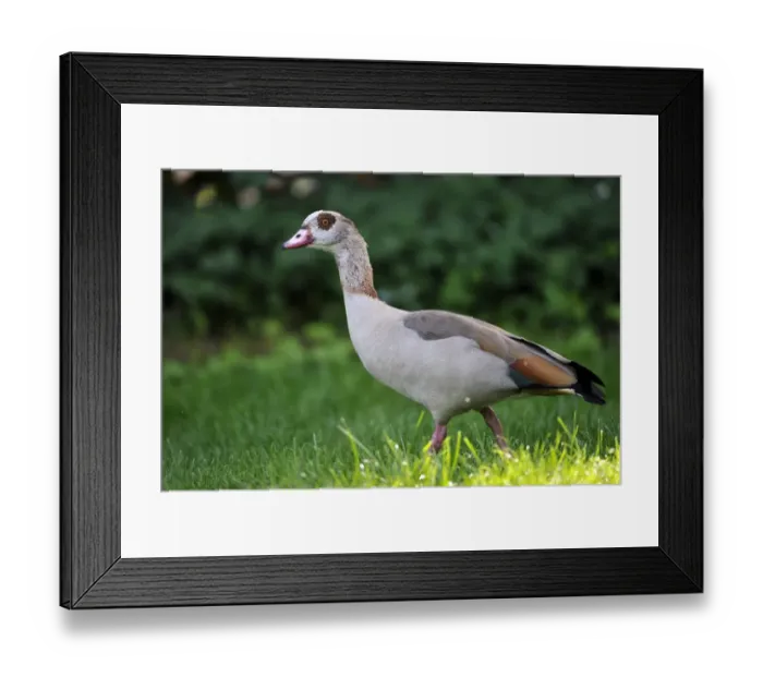 Framed Print : Egyptian Goose -Alopochen aegyptiacus- Framed Print : Egyptian Goose -Alopochen aegyptiacus-