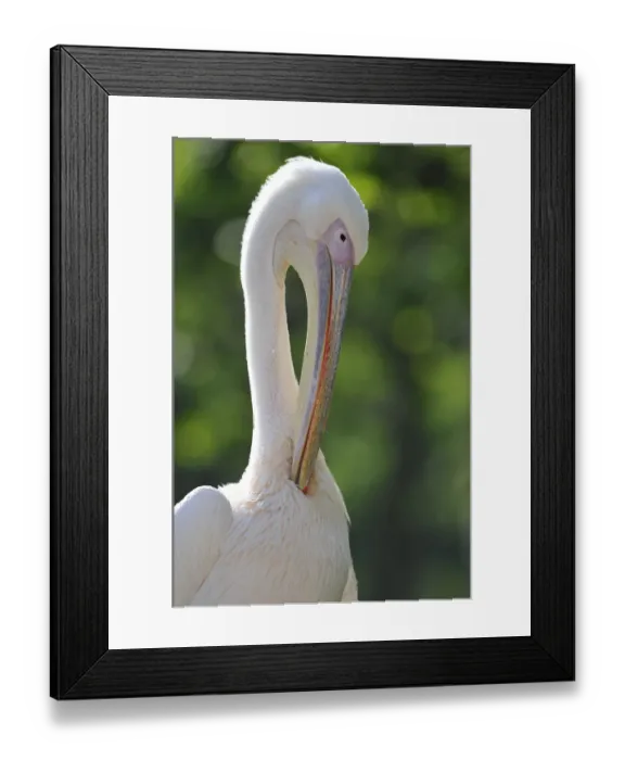 Framed Print : Great White Pelican -Pelecanus onocrotalus-, preening Framed Print : Great White Pelican -Pelecanus onocrotalus-, preening