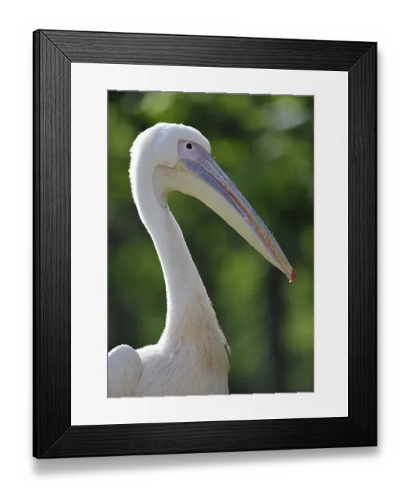 Framed Print : Great White Pelican -Pelecanus onocrotalus-, portrait Framed Print : Great White Pelican -Pelecanus onocrotalus-, portrait